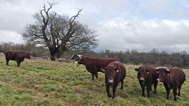 A small herd of cattle with a bare tree in the background with dense clouds and a few flecks of blue sky